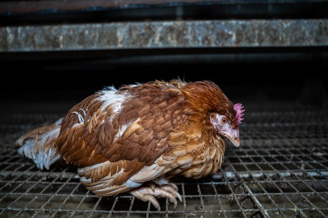 Hen left behind after free-range shed depopulation