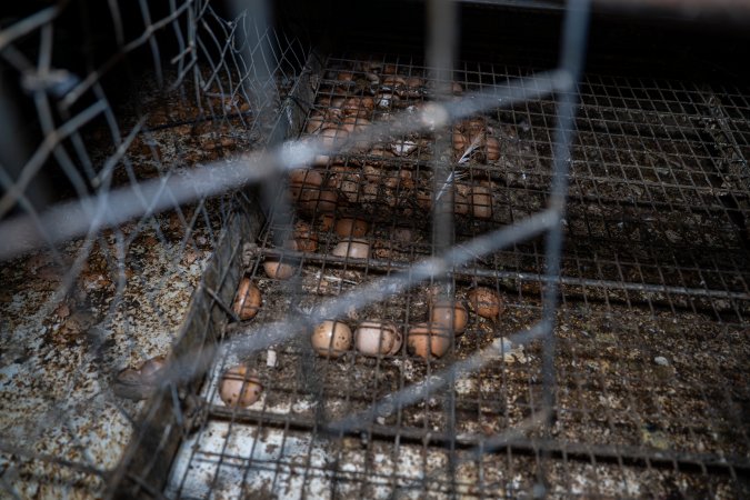 Smashed eggs under stacks