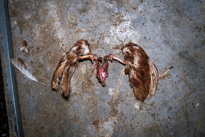 Dismembered hen on shed floor