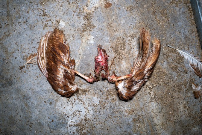 Dismembered hen on shed floor