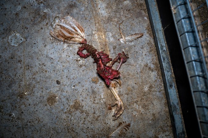 Dismembered hens on shed floor