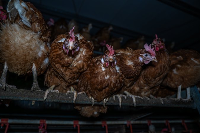 Free-Range Eggs Investigation 2025