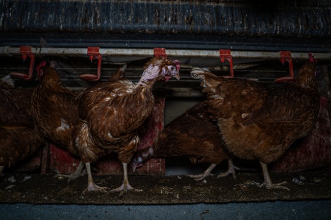 Hen with missing feathers