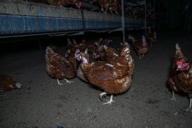 Hen with missing feathers
