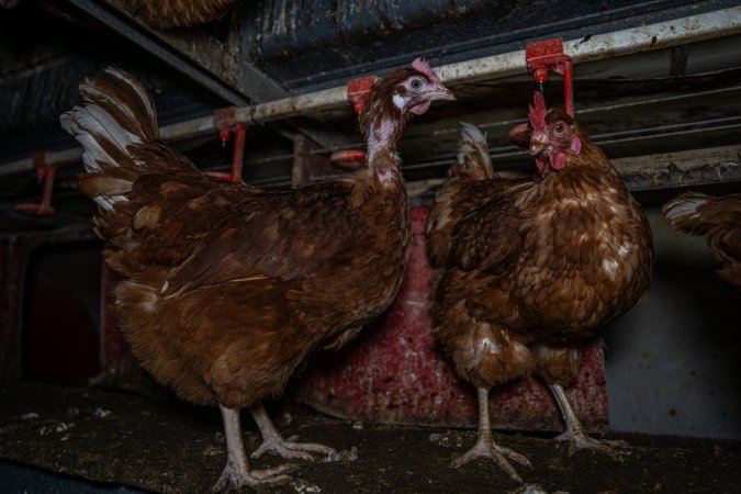 Hen with missing feathers