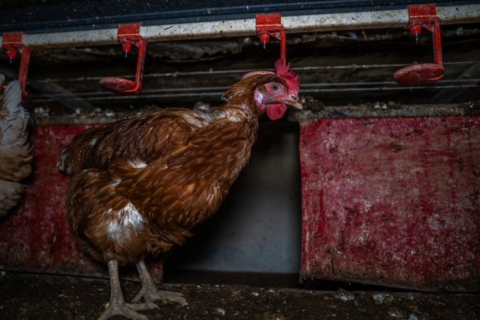 Free-Range Eggs Investigation 2025