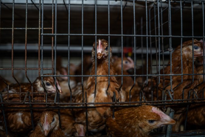 Young pullet in battery cage