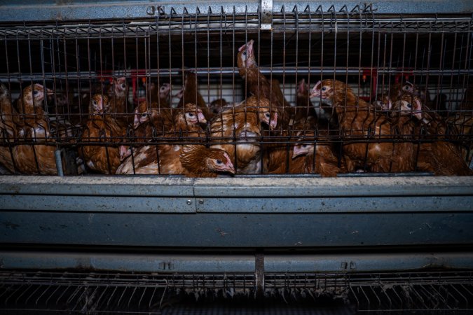 Young hens in battery cage