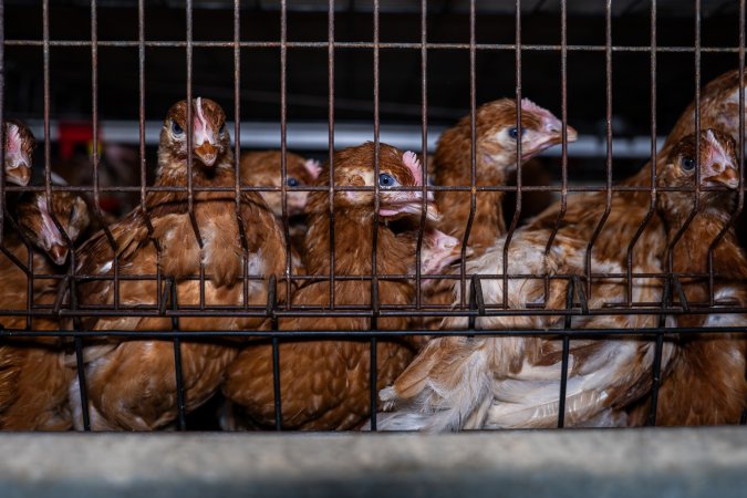 Young hens in battery cage