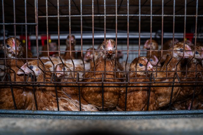 Young hens in battery cage