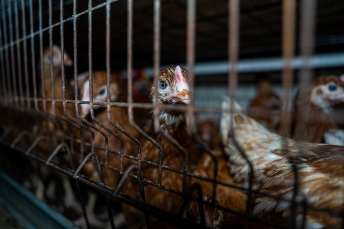 Young hens in battery cage