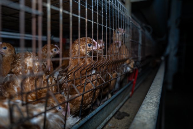 Young hens in battery cage