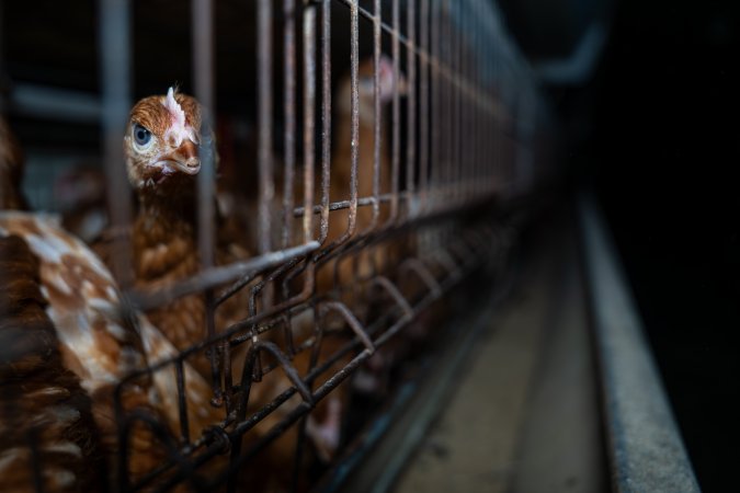 Young hens in battery cage