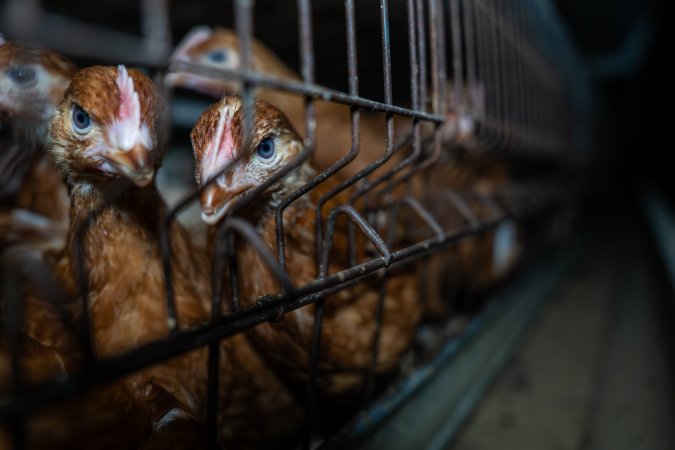 Young hens in battery cage