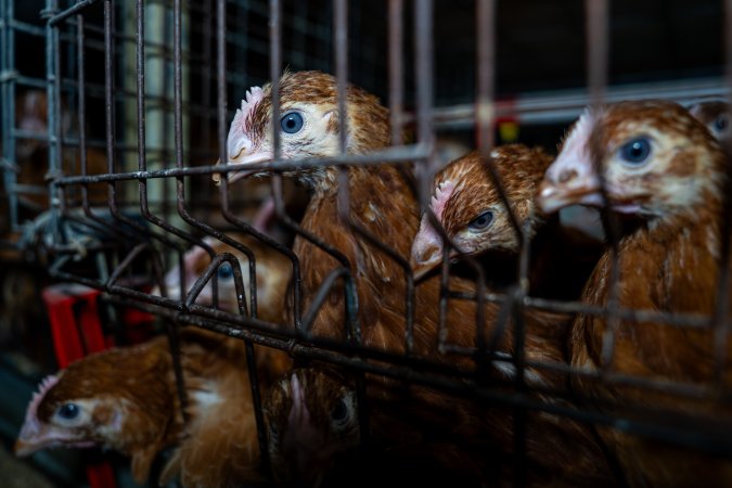 Young hens in battery cage