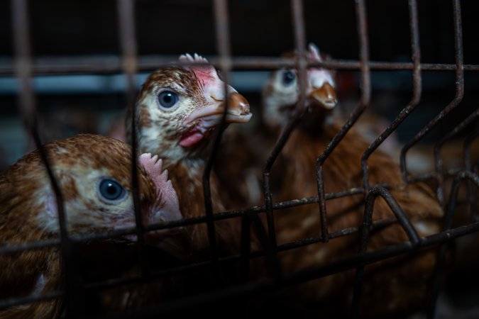 Young hens in battery cage