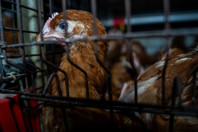 Young hens in battery cage