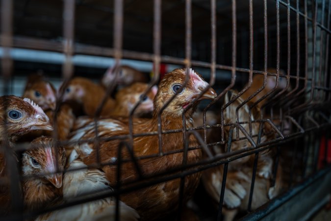 Young hens in battery cage