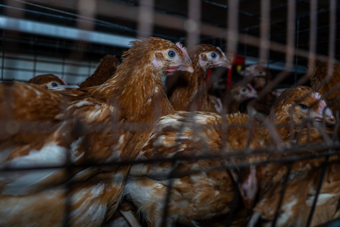 Young hens in battery cage