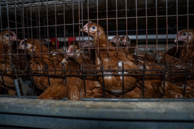 Young hens in battery cage