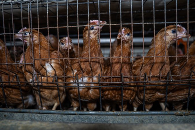 Young hens in battery cage