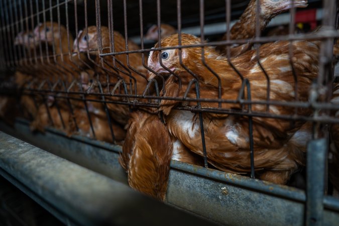 Young hens in battery cage