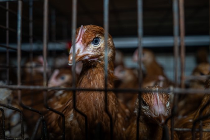 Young hen in battery cage