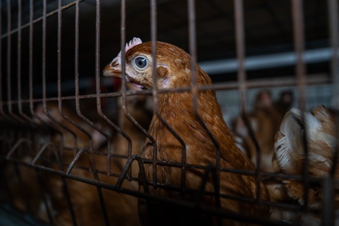 Young hen in battery cage