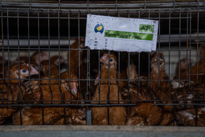 Battery cage with Farm Pride label
