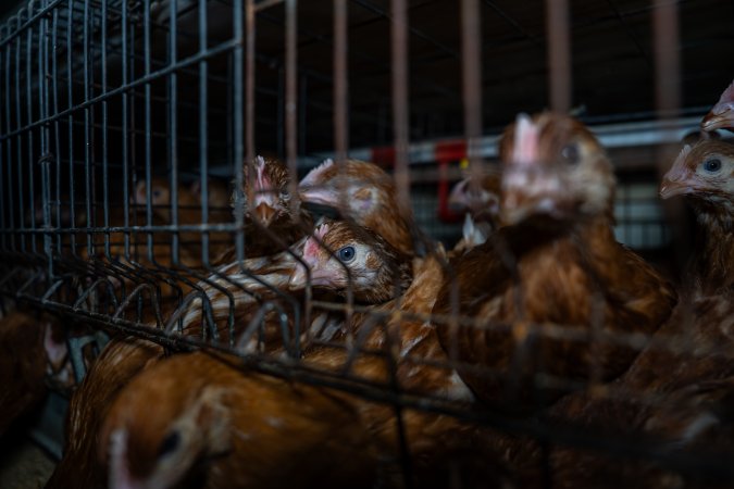 Young hens in battery cage