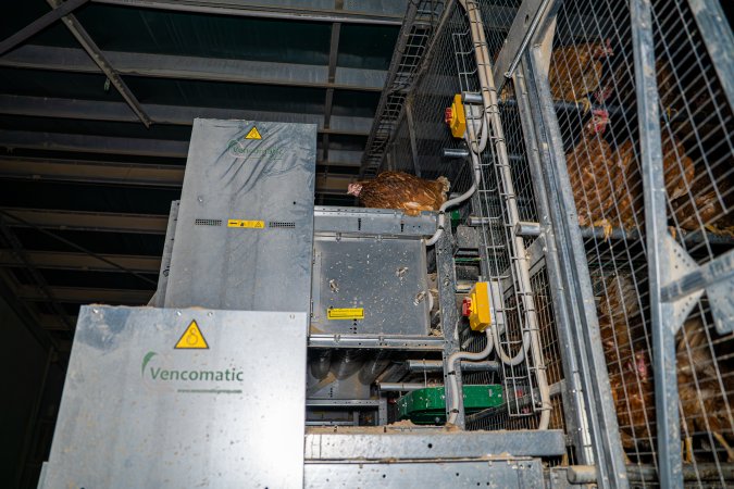 Hen on top of machinery outside of enclosed section