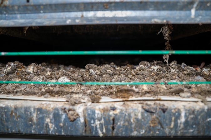 Faeces on grate under perches