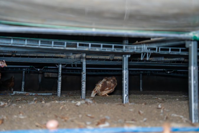 Unwell hen under perches in free-range shed