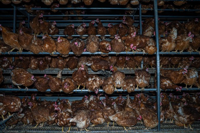 Crowded free-range shed