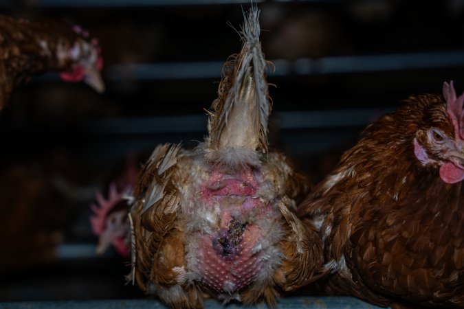 Egg-bound hen with injured behind