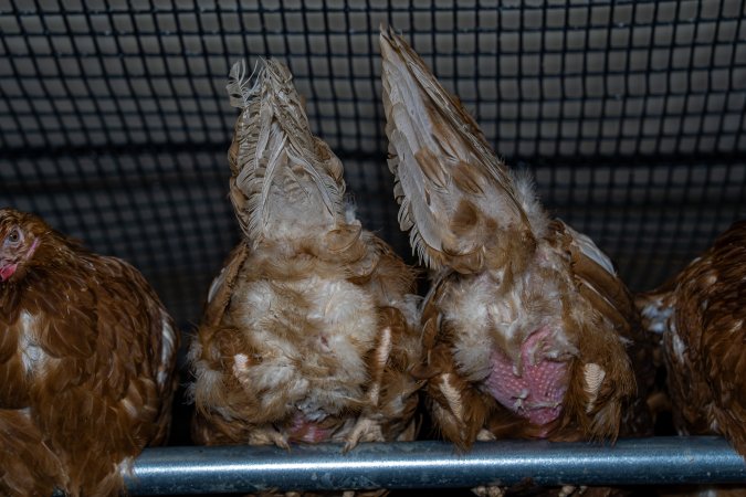 Hens with missing feathers