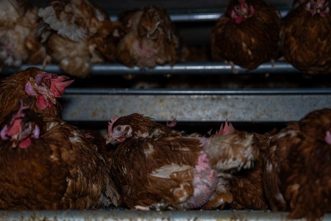 Hens with missing feathers