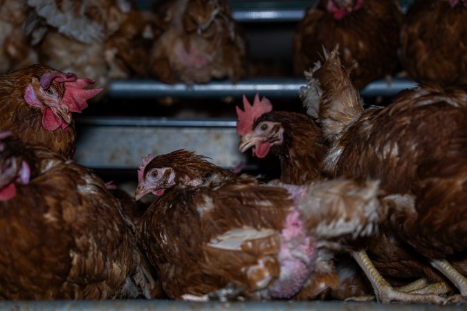 Hens with missing feathers