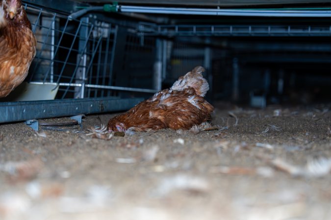 Dead hen underneath perches