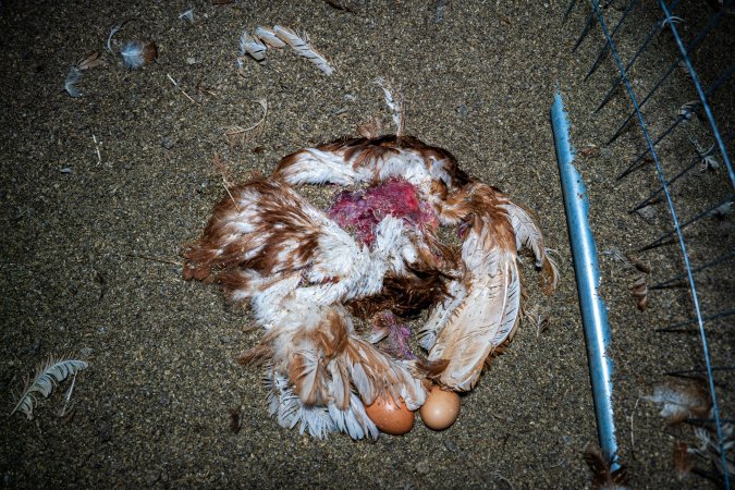 Dead hen with eggs