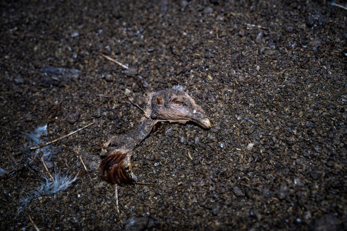 Chicken's head on floor of shed