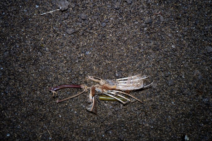 Wing on floor of shed
