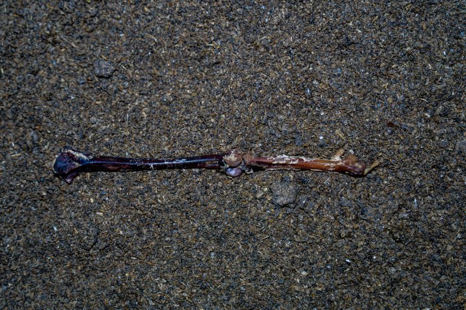 Bone on floor of shed