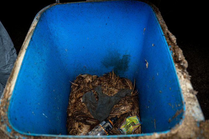 Dead hens and feathers in rubbish bin