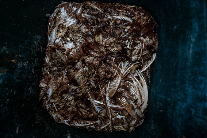 Dead hens in rubbish bin