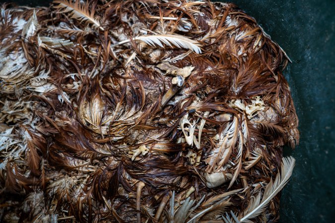 Dead hens in rubbish bin