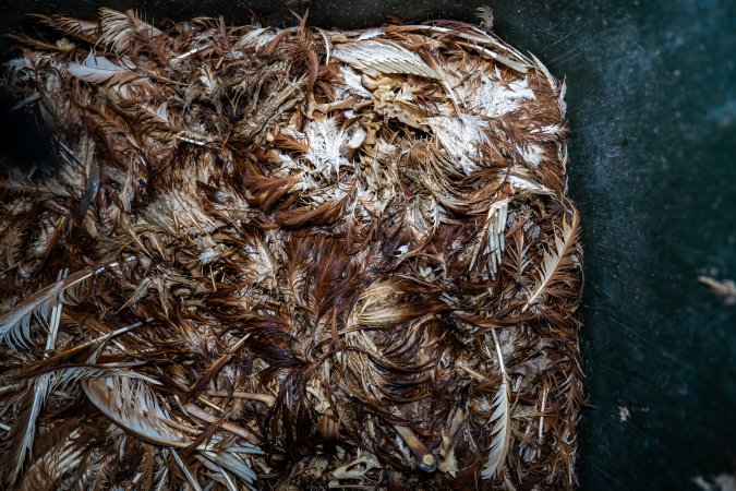 Dead hens in rubbish bin