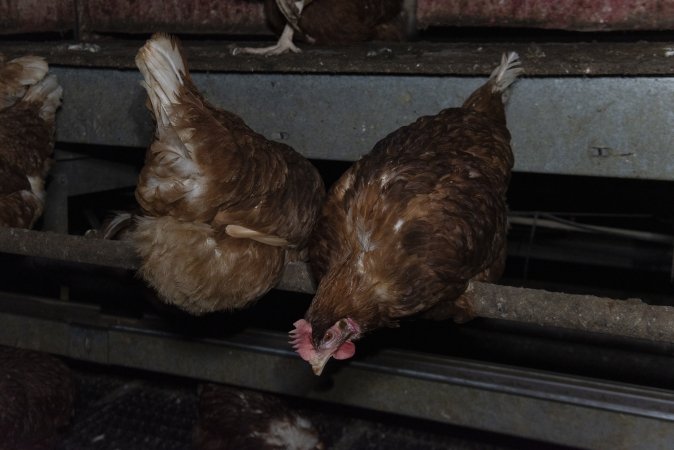 Free-Range Eggs Investigation 2025