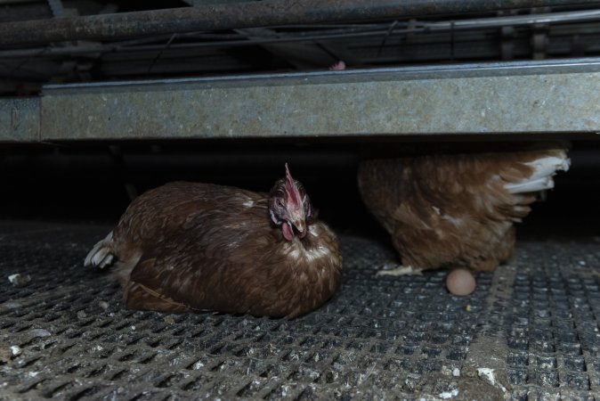 Free-Range Eggs Investigation 2025