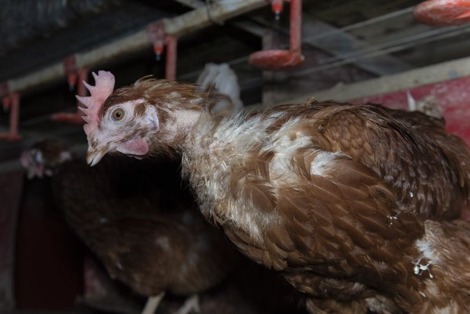 Hen with missing feathers